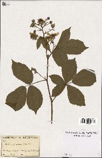 spécimen de Rubus gratus