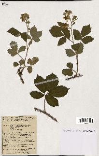 spécimen de Rubus macrostachys