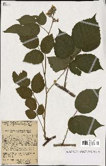 spécimen de Rubus purpuratus