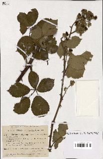 spécimen de Rubus hedycarpus