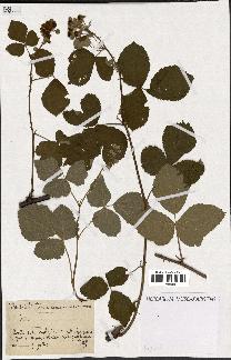 spécimen de Rubus sp.