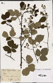 spécimen de Rubus sp.