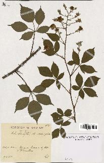 spécimen de Rubus rhombifolius