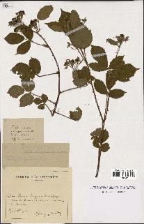 spécimen de Rubus rhombifolius