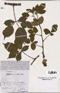 spécimen de Rubus rhombifolius