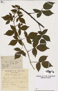 spécimen de Rubus rhombifolius