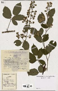 spécimen de Rubus rhombifolius