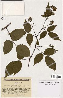 spécimen de Rubus rhombifolius