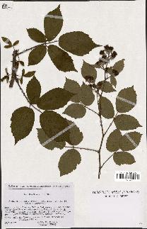 spécimen de Rubus rhombifolius