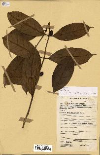 spécimen de Coffea sp.