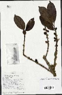 spécimen de Coffea tricalysioides