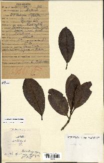 spécimen de Coffea sp.