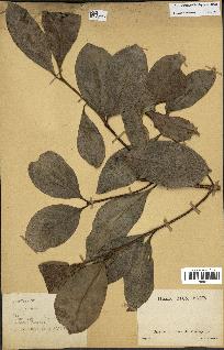 spécimen de Coffea sp.