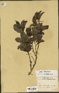 spécimen de Coffea sp.