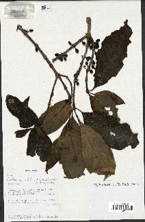 spécimen de Coffea sp.