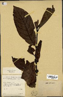 spécimen de Coffea liberica