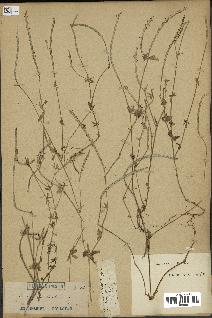 spécimen de Crucianella latifolia