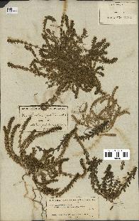 spécimen de Valantia hispida
