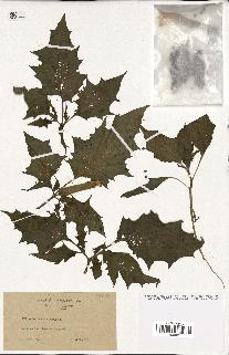 spécimen de Datura stramonium