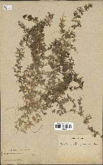 spécimen de Galium bourgaeanum