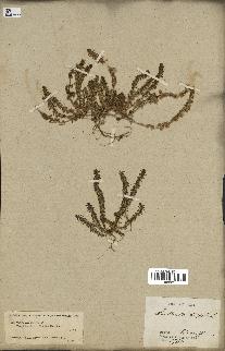 spécimen de Valantia hispida