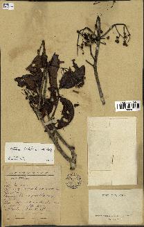 spécimen de Metadina trichotoma