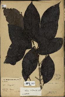 spécimen de Metadina trichotoma