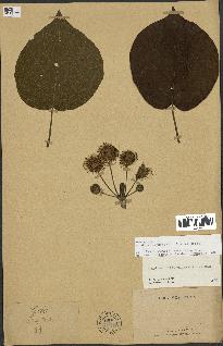 spécimen de Adina cordifolia