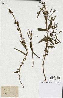 spécimen de Gentiana pneumonanthe