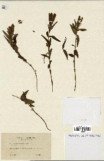 spécimen de Gentiana pneumonanthe