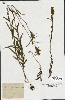 spécimen de Gentiana pneumonanthe