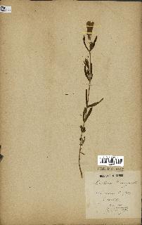 spécimen de Gentiana pneumonanthe