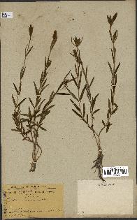 spécimen de Gentiana pneumonanthe