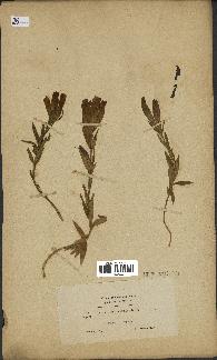 spécimen de Gentiana pneumonanthe