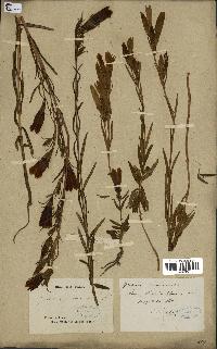 spécimen de Gentiana pneumonanthe