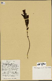 spécimen de Gentiana pneumonanthe