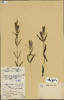 spécimen de Gentiana pneumonanthe