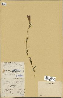 spécimen de Gentiana pneumonanthe