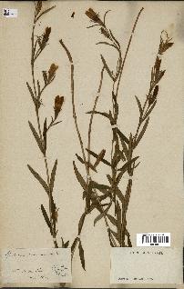 spécimen de Gentiana pneumonanthe