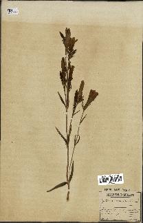 spécimen de Gentiana pneumonanthe
