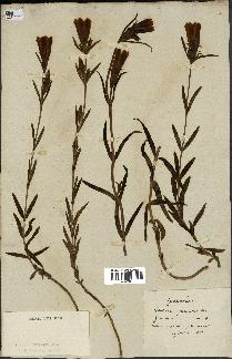spécimen de Gentiana pneumonanthe