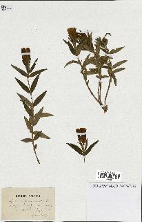 spécimen de Gentiana pneumonanthe