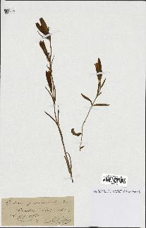 spécimen de Gentiana pneumonanthe