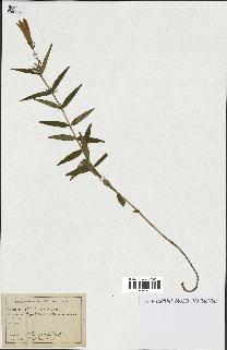 spécimen de Gentiana pneumonanthe