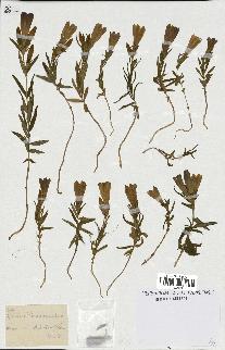 spécimen de Gentiana pneumonanthe