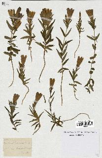 spécimen de Gentiana pneumonanthe