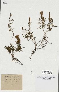 spécimen de Gentiana pneumonanthe