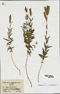 spécimen de Gentiana pneumonanthe
