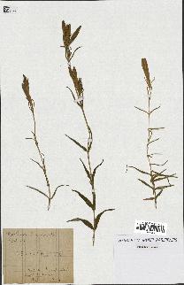 spécimen de Gentiana pneumonanthe