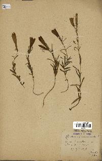 spécimen de Gentiana pneumonanthe